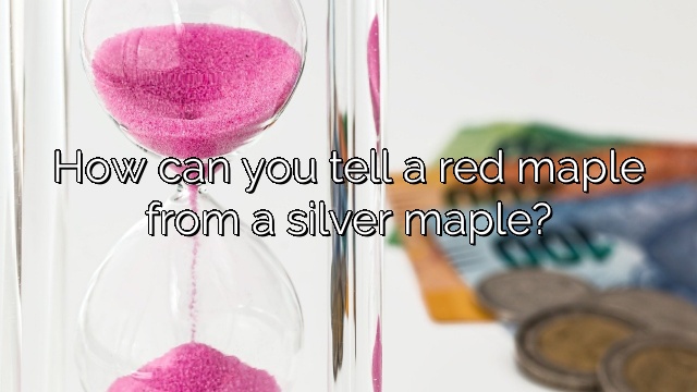 How can you tell a red maple from a silver maple?